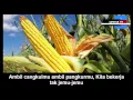 Lagu MENANAM JAGUNG - Lagu Lagu Anak
