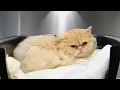 Meet Quasimodo The Persian Cat Everyone Falls in Love With