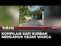 Download Lagu Sapi Kurban Ngamuk saat Hendak Disembelih | Kabar Siang tvOne