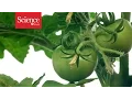 Turning up plant efficiency