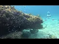 Scuba Diving Key Largo with Rainbow Reef Dive Center Lots of fish and a beautiful turtle and more