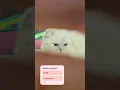 Download Lagu Who did it better ❤️⁉️ #kikicutekitty #oceaneyes #trending #comment #cuteeyes #scottishfold #fyp