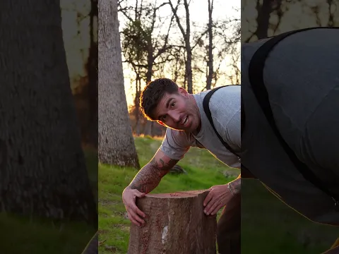 Gum is a silly name for this tree 😂