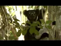 Download Lagu Attenborough Meets an Indri Lemur | Attenborough and the Giant Egg | BBC Earth