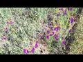 Doctorate Level Weed Detection with YOLOv5