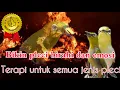 Download Lagu Denger ini semua pleci akan gacor || terapi pembakar birahi dan emosi pleci ||