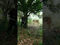 Download Lagu open tiger attack satakosia #tiger#shorts#viral