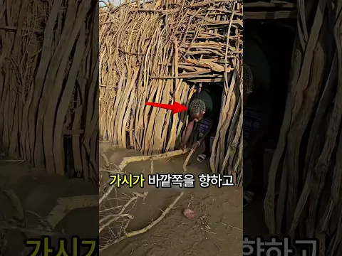 아프리카 마을은 사자의 침입을 어떻게 막을까?