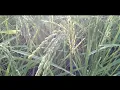 Lah Ahmad - Salam (Official Music Video)