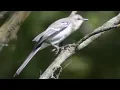 Mockingbird sounds: mimicking \u0026 singing song