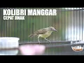Download Lagu cara menjinakan kolibri manggar