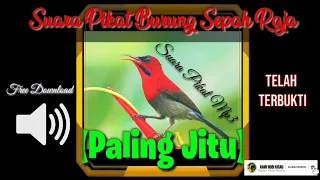 Download SUARA PIKAT SI MERAH SEPAH RAJA - PIKAT MP3 BURUNG KOLIBRI SEPAH RAJA PALING JITU! MP3