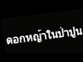 ดอกหญ้าในป่าปูน