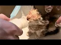 Download Lagu «Não vá, leva-me para casa?»Um gatinho cego de rua luta para seguir meus passos.