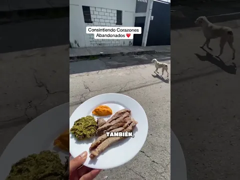 Comparte para encontrar el hogar de pirata parte 4 #consintiendocorazonesabandonados #perro