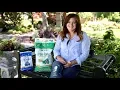 How Iron Tone Can Help Plants Grow
