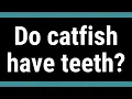 Do catfish have teeth