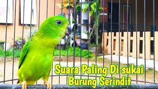 gak butuh lama serindit anda akan nyaut ikut bunyi mendengar suara serindit seperti ini