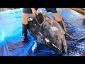 Download Lagu 400 KG Giant Bluefin Tuna cutting for Sashimi - Bluefin Tuna cutting skill
