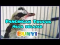 Download Lagu trucuk muda belajar NGEROPEL