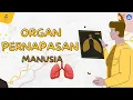 Download Lagu ORGAN PERNAPASAN MANUSIA | KURIKULUM MERDEKA