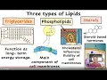Lipids - General Biology Updated