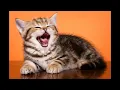 Download Lagu Suara Kucing Untuk Nada Dering HP/Alarem