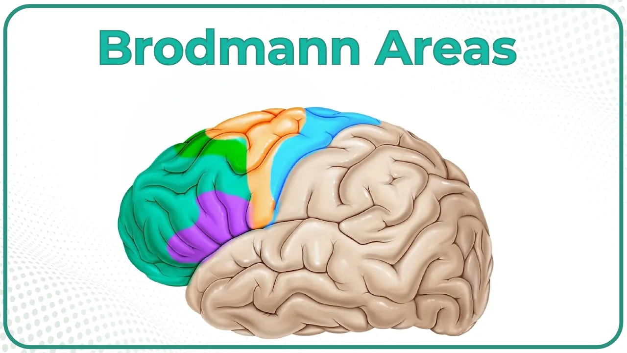 Brodmann areas of the cerebral cortex / Lobes of the brain: Structure and function / Neuroanatomy