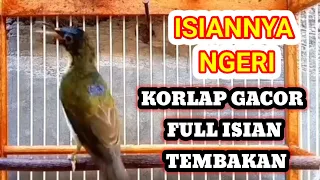 korlap gacor full isian tembakan korlap kolibri kelapa kolibri manggar wiceh hummingbird sunbird