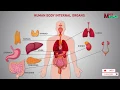 Download Lagu Human Body Internal Organs | Human Anatomy Animation 2022
