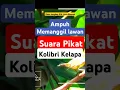 Download Lagu suara pikat Kolibri kelapa pikat wicu wicu #pikatkolibrikelapa #pikatwicuwicu #kolibrikelapa #korlap