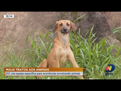 Blumenau: Polícia terá equipe de trabalho exclusiva para ocorrências de maus-tratos de animais