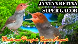 Download Masteran Prenjak Jantan Dan Betina Gacor Dor Mantap 6 Juni 2023 MP3