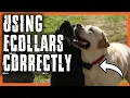 E-Collar Training What You Need to Know To Use Them Safely