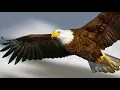 Download Lagu suara burung elang