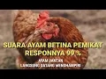 Lagu SUARA AYAM BETINA PEMIKAT SUPER RESPON AYAM JANTAN LANGSUNG DATANG MENGHAPIRI
