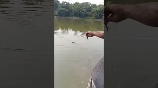 Bigg Fish In Jaal Jal Fish Rdthakor222 Shortvideo 