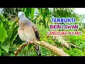 Lagu Suara Burung Perkutut Pikat 100% TERBAIK Untuk Pancingan \u0026 Memikat 
