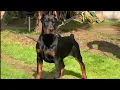 Download Lagu 4 month old European Doberman