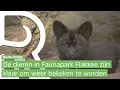 Download Lagu Faunapark Flakkee snakt naar heropening