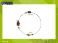 Life Cycle Of a Cockroach