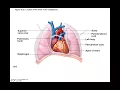 Chapter 18 The Heart Part 1