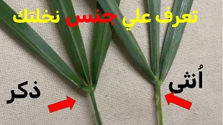 تحديد جنس نخيل البلح طرق  لمعرفة إذا كانت نخلتك ذكرأم أنثى  تحويل النخلة من ذكر إلى أنثى والعكس دندنها