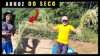 ✅ (Melhor Jeito) COLHEITA do ARROZ do SECO ou SEQUEIRO