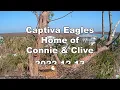 Captiva Eagle Cam ✿ Connie On Approach-Shift Change ✿ 2022.12.13