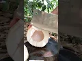 Download Lagu Coconut Cutting Skills #asmr #satisfying #fruit #coconut #cocnut