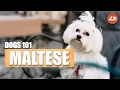 Discover the Charm of Maltese Dogs - 101 Everything You Need to Know