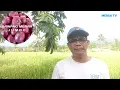 INFO HARGA BAWANG MERAH DAN SAYUR DARI PASAR SAYUR ALAHAN PANJANG, KAB.SOLOK
