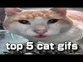 top 5 cat gifs
