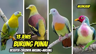 13 types of punai birds in indonesia types of punai u0026 their characteristics 